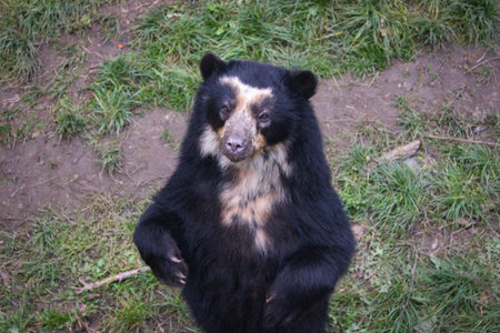 The American Black Bear (Ursus Americanus, Previously Known As Euarctos Americanus) Stands On Its...