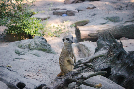 Meerkat Is On Guard. Meerkat Sits On A Dry Tree Branch And Observes The Environment Carefully.