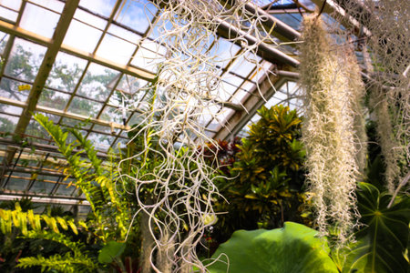 Close-up Photo Tillandsia Usneoides, Called Spanish Moss.