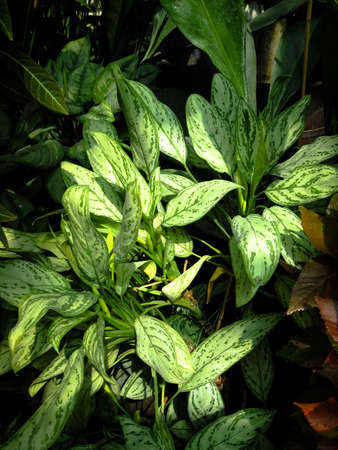Bush Aglaonema Commutatum (Or Aglaonema Schott) In The Sunlights.の写真素材