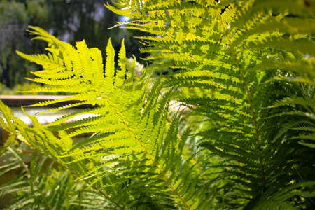 Matteuccia Struthiopteris (Common Names Ostrich Fern, Fiddlehead Fern, Or Shuttlecock Fern)の写真素材