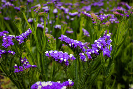 Limonium sinuatum, commonly known as wavyleaf sea lavender, statice, sea lavenderの写真素材