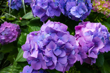 Hydrangea Macrophylla Is A Deciduous Shrub, Native To Japan. It Is Widely Cultivated In Many Parts...