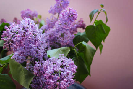 Flowers And Leaves Of Delicate Lilac On A Pink Background In A Light Technical Defocus Of Photographyの写真素材