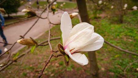 Flower And Buds Of The Magnolia Grandiflora, The Southern Magnolia Or Bull Bay, Tree Of The Family Magnoliaceaeの写真素材