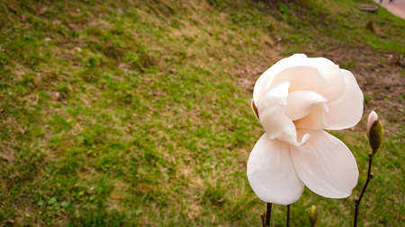 Flower And Buds Of The Magnolia Grandiflora, The Southern Magnolia Or Bull Bay, Tree Of The Family Magnoliaceaeの写真素材