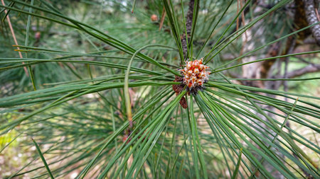 Closeup Photo Pinus Pinaster, Commonly Known As The Maritime Pine Or Cluster Pine, Is A Pine Native...