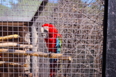 Parrot Macaw (Also Known As Ara) In A Spacious Cage At The Zoo. Photo In Selective Focus.