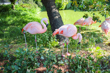 A Group Of Pink Flamingos Resting On The Gladeの写真素材