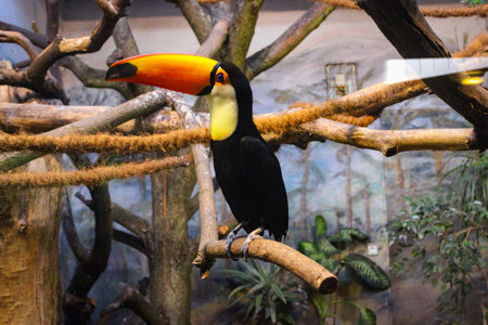 Exotic Toucan Bird In Zoo In Warsaw, Poland