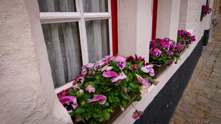 Wonderful Flowers On The Windowsill In A Concrete Pot