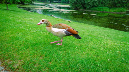 A Few Ducks On The Green Grass Pond Shore In The City Parkの写真素材
