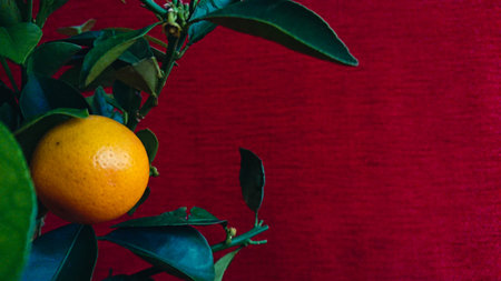 Tangerines on a room tree on a red background