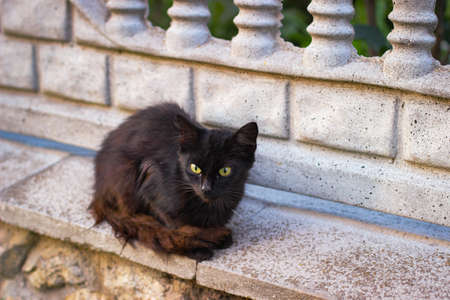 Black cat sitting on a stone fenceの写真素材