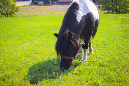 One black and white pony grazes in a meadow near housesの写真素材
