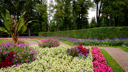 Many bushes Salvia farinacea, also known as mealy cup sage or mealy sage, and other flowers in big parkの写真素材