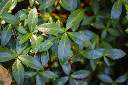 Leaves of Vinca minor photographed close up