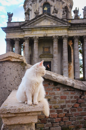 White cat sitting on a stone wall in the background on an ancient Catholic Churchの写真素材