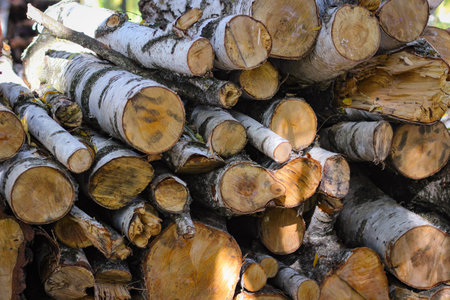 Sawn tree trunks lie on top of each other