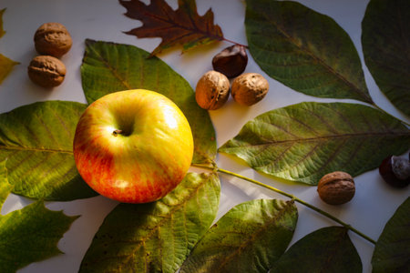 Autumn still life of leaves nuts and applesの写真素材