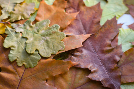 On a wooden background are yellowed oak leaves and walnuts in shellの写真素材