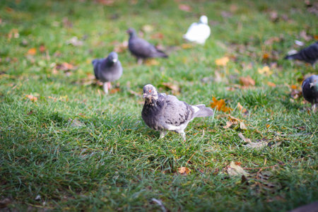 Wild city pigeons graze on the lawn. Photo in selective focusの写真素材