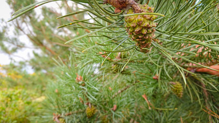 Branch of pine with cone (also known as the maritime pine or cluster pine)