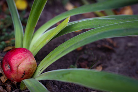 A red apple fell on a flower bed