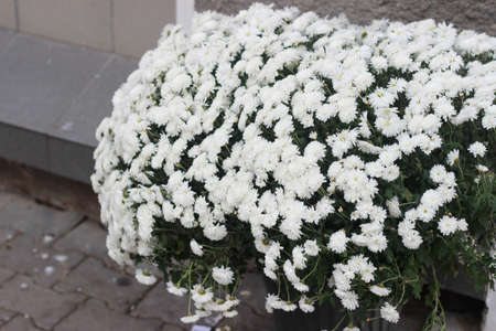 Wonderful autumn flowers. Bouquets of small white asters stand in a bucket on a sidewalkの写真素材