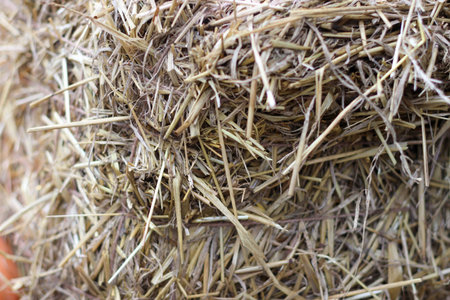 A backdrop of straw. Bale of straw photographed at close range in selective focus