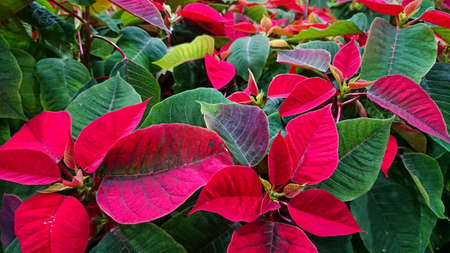 Poinsettia (also know Euphorbia pulcherrima). Is a plant species of the diverse spurge family (Euphorbiaceae)の写真素材