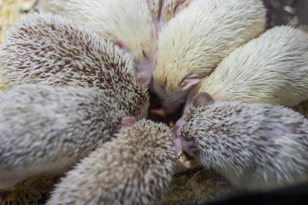 Albino hedgehogs eat from same plate in enclosureの写真素材
