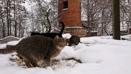 Winter morning. Stray cats eat fish