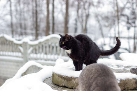 Winter morning. Stray cats eat fishの写真素材