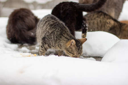 Winter morning. Stray cats eat fishの写真素材