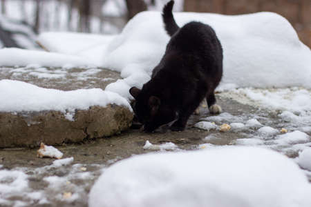 Winter morning. Stray cats eat fishの写真素材