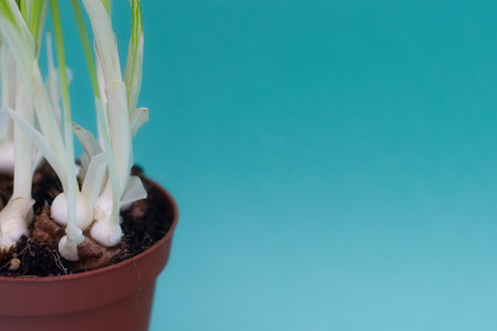 Sprouting onion in a pot on a turquoise background.の写真素材