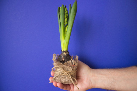 Hyacinth in a pot in the hands of a man on a blue background