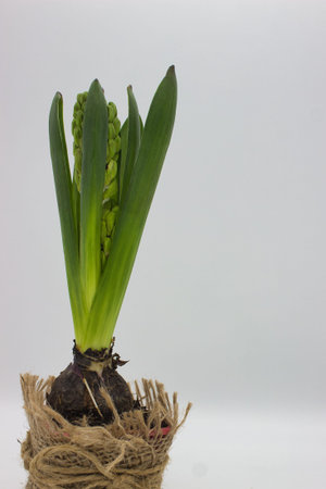 Hyacinth sprout in a pot on a white background.