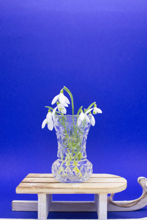 Snowdrops in a vase on a wooden bench against a blue backgroundの写真素材