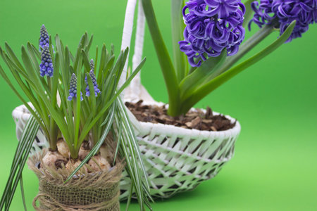 This image showcases the striking beauty of a purple hyacinth in full bloom, nestled in a white woven basket. The deep violet petals contrast dramatically with the lush green background, emphasizing the flower's vibrant hues and delicate curves. The plant's green leaves stretch upward, adding vitality and a sense of growth to the scene.の写真素材