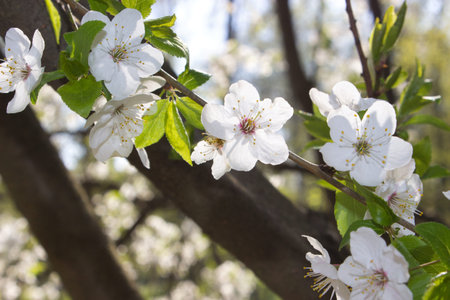 A close-up shot of delicate white cherry blossoms illuminated by the sunlight. The vibrant green...
