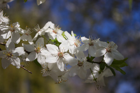 A close-up of delicate white cherry blossoms in full bloom, set against a backdrop of a clear blue...
