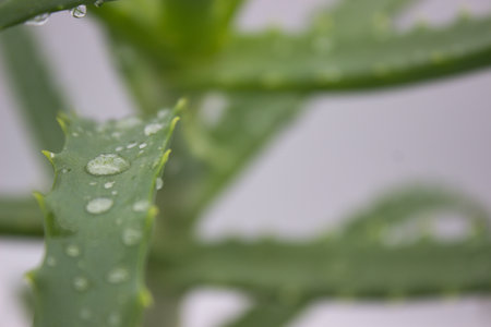 Close-up view of an aloe vera plant with water droplets on its spiky, green leaves. Perfect for themes related to natural remedies, skincare, and health.の写真素材