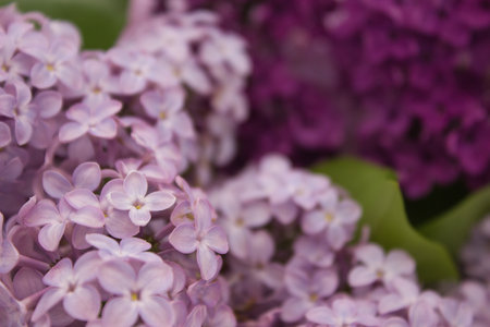 Detailed close-up shot of lilac flowers in shades of purple and light pink, complemented by green leaves. The composition highlights the intricate beauty and texture of each petal.の写真素材