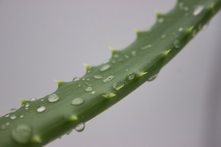 Macro shot of an aloe vera leaf covered in water droplets, highlighting its spiky edges. Ideal for natural wellness, hydration, and skincare themes.の写真素材