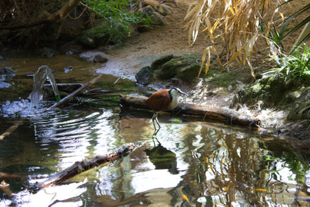 A bird standing on a branch in a serene stream surrounded by natural greenery and soft sunlight. A...