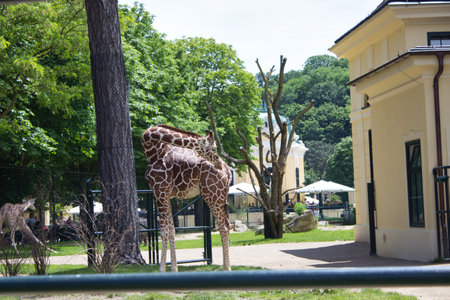 A giraffe standing in an outdoor zoo enclosure, gracefully turning its head. The scene includes lush green trees, a yellow building, and a distant gazebo, creating a serene atmosphere.の写真素材