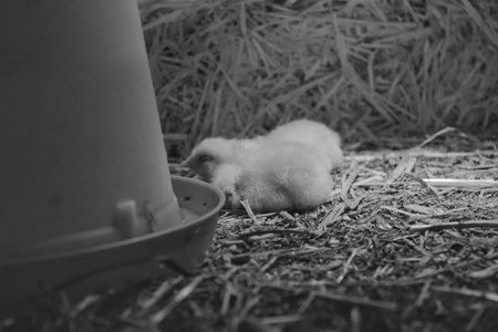 Two baby chicks sleeping on straw bedding next to a feeder, captured in a cozy indoor environment with soft lighting in black and white.の写真素材