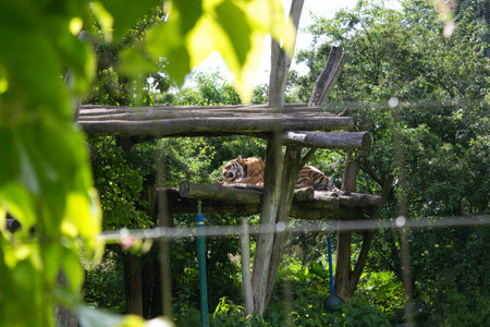 A tiger resting on a wooden platform surrounded by lush greenery in an enclosure. Natural setting...